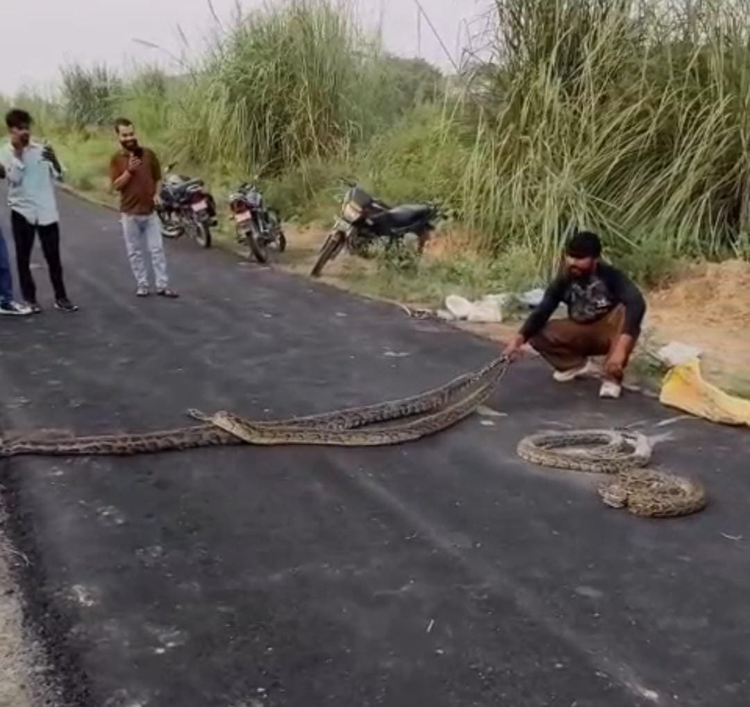 गंग नहर की पटरी पर अजगरों के साथ युवकों के खतरनाक स्टंट का वीडियो वायरल